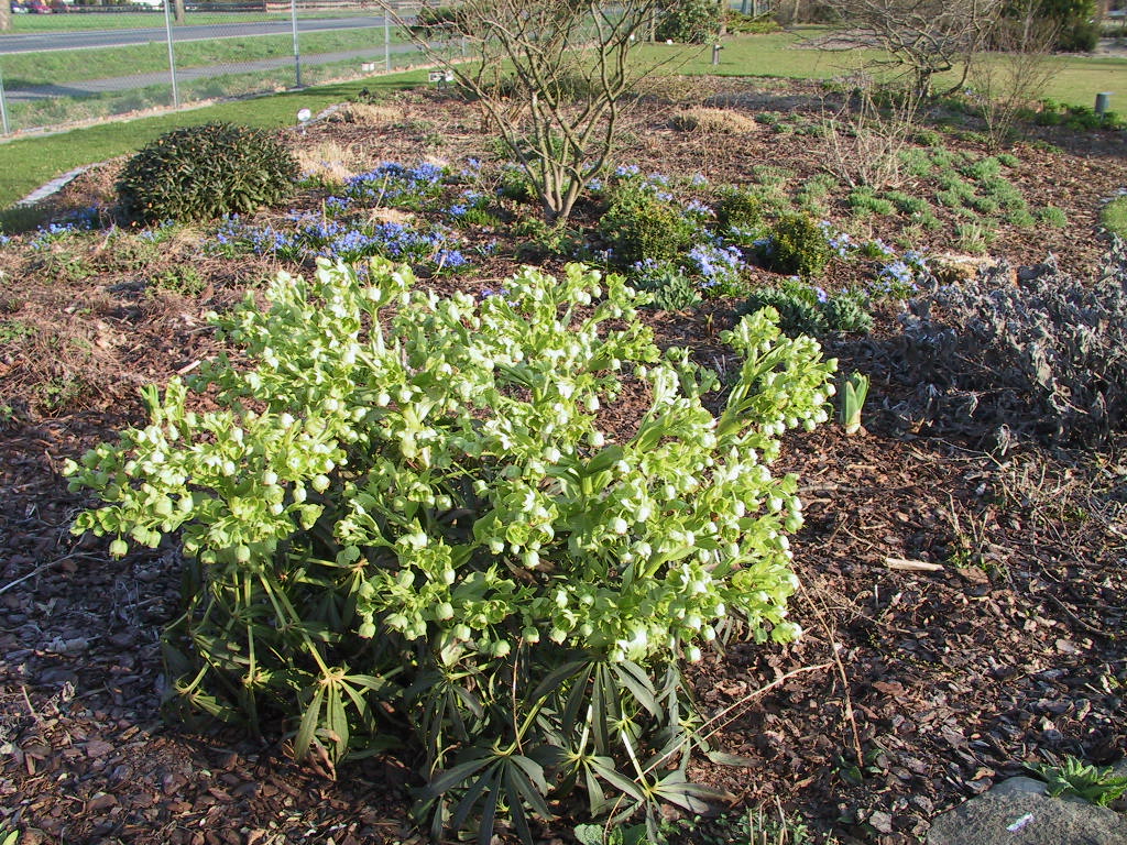 Helleborus foetidus - 2.jpg